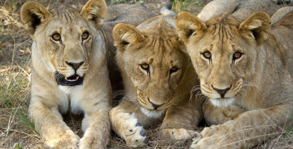 GTNamJourney  WildrnessSafaris 11