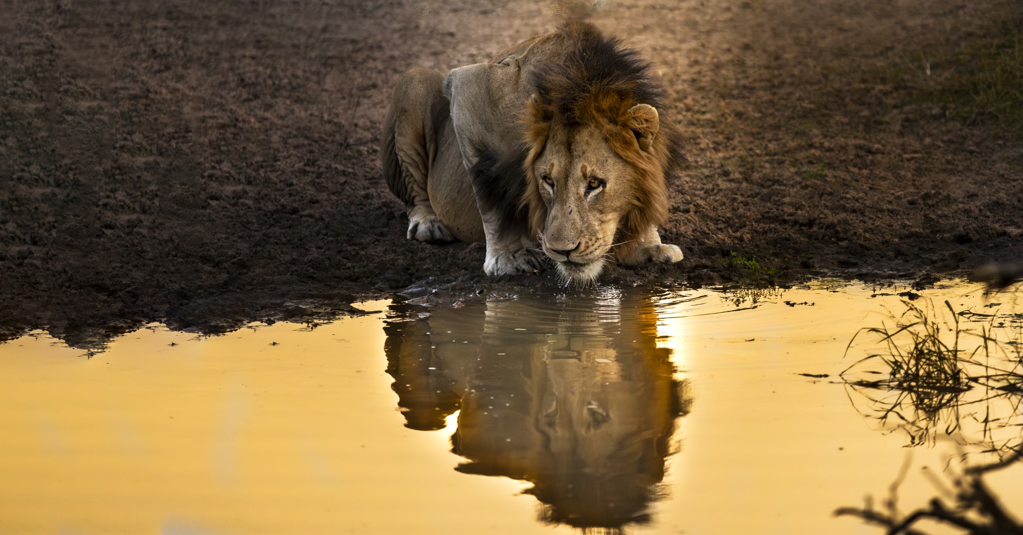 Male Lion on Safari at Lion Sands
