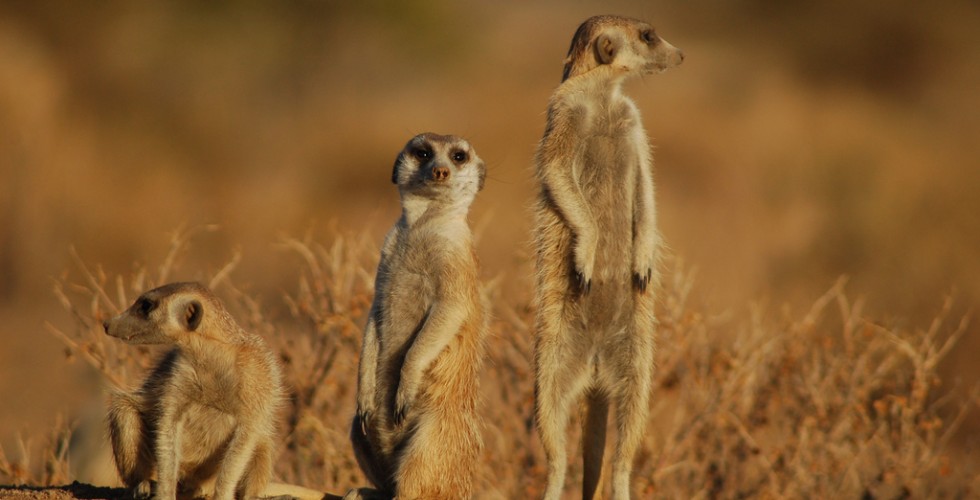 Namibia Meerkats
