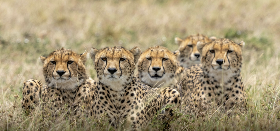 kenya-cheetahs